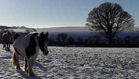 Thornton Rose RDA pony called Pie